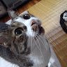 ぴのまま 的头像