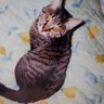 み~な_写真は妹にゃんこ's profile picture