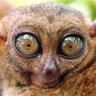Profilbild von mellyra