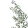 Sage&Rosemary 的头像