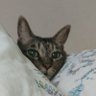 さんこ 的头像