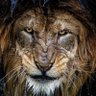 amit shrivastava's profile picture