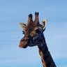 Fergal profil fotoğrafı