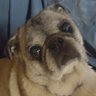 Pugs4Trump's profile picture