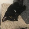 Seitosa's profile picture