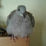 Profilbild von Polete