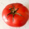 🍅 galería de arte 🍅 的头像