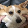 Фото профиля みそっこ