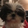 Profilbild von ghost