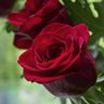 GülCe🌹 profil fotoğrafı