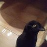 o corvo profil fotoğrafı