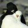 kenan.sy89 profil fotoğrafı