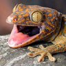 Profilbild von GeckoActual