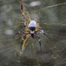 Telaraña Social's profile picture