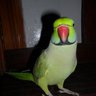 Mateen's profile picture