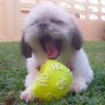 Joy_a_crazy_vet's profile picture