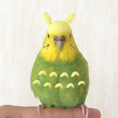 いんこ日和's profile picture