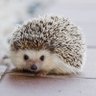 あはじゃは profil fotoğrafı