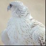 P.hero's profile picture