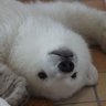 しろくま☆るーも 的头像