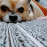 ネネ★ココ's profile picture