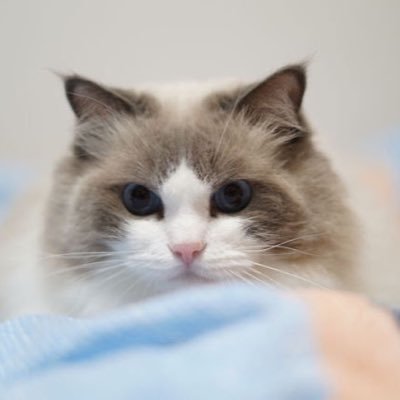 potepotemomo1's profile picture