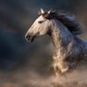 Profilbild von Cavalos