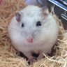 ひでで's profile picture