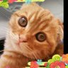 ちーちゃん(愛知) profil fotoğrafı