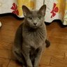 うさねこ 的头像