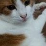 Profilbild von きなこ