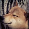 柴犬's profile picture