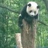 XiangXiang117 的头像