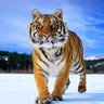 ScotttheTiger profil fotoğrafı