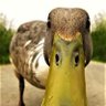 Duck 的头像