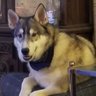Profilbild von Shilo