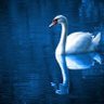 Cleïa profil fotoğrafı