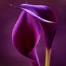Diaaz_2030 profil fotoğrafı
