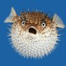 Ruminy Fish's profile picture