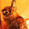 あすか's profile picture