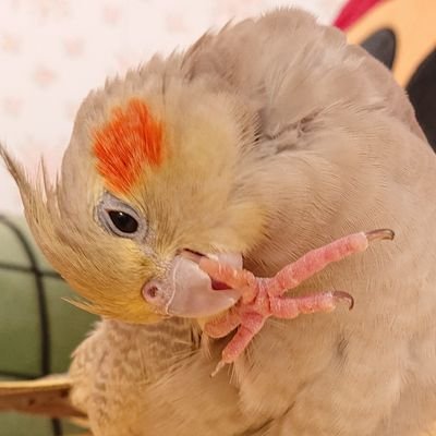 chitose_torisan's profile picture