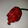 🍻🌶🔥916Scoville🔥🌶🍻 的头像