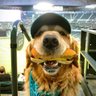 Sorphan's profile picture