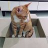 แมวดาวลูกไก่ 的头像