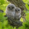 Paula 🦋🌻🕊🦉🦊🌸🦢🌱🦔🦅🦆🦌🐝🦇 profil fotoğrafı