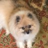 MI PomMom's profile picture