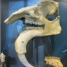 Profilbild von Eurotamandua