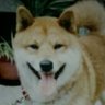 きゅみにら 的头像