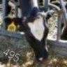 אורי's profile picture