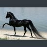 شيهانه profil fotoğrafı